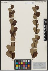Foto von Salix aurita L.